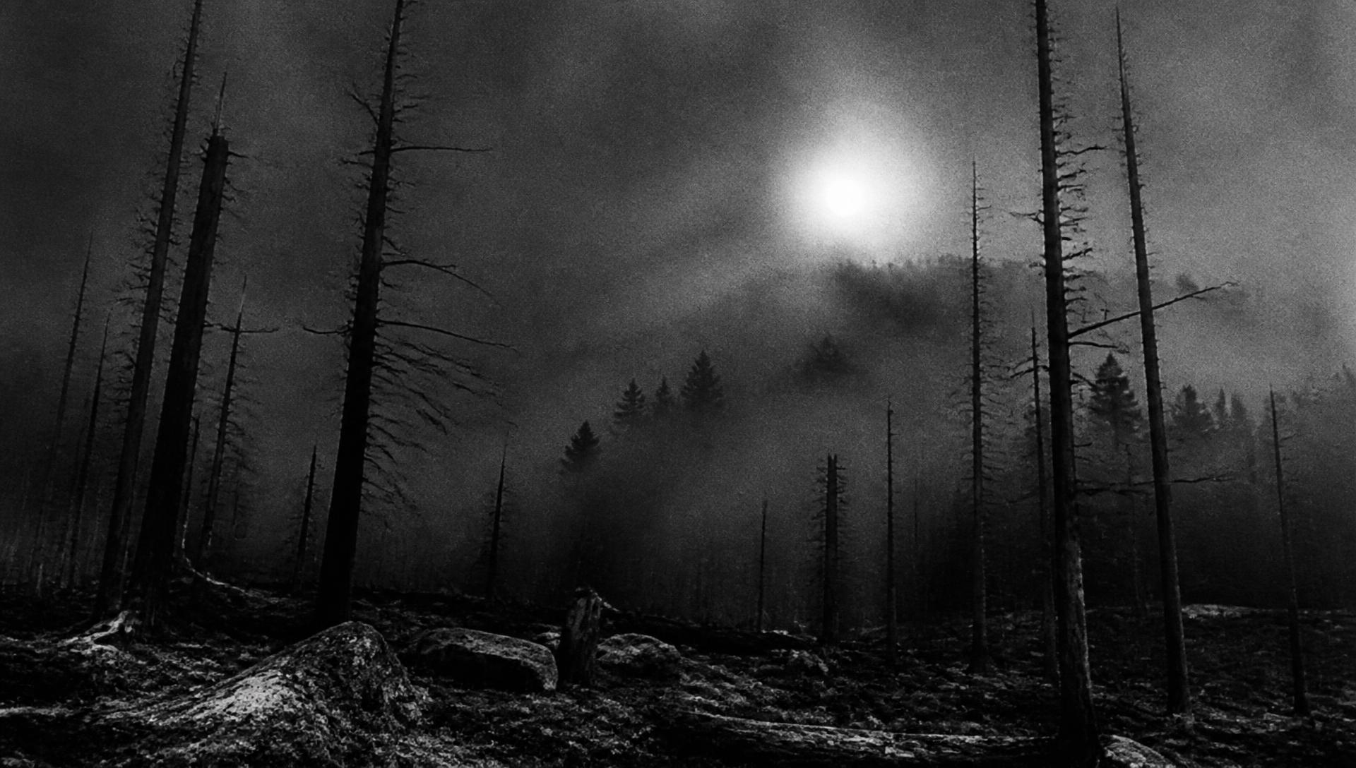 Fog-shrouded dead pine forest at night
